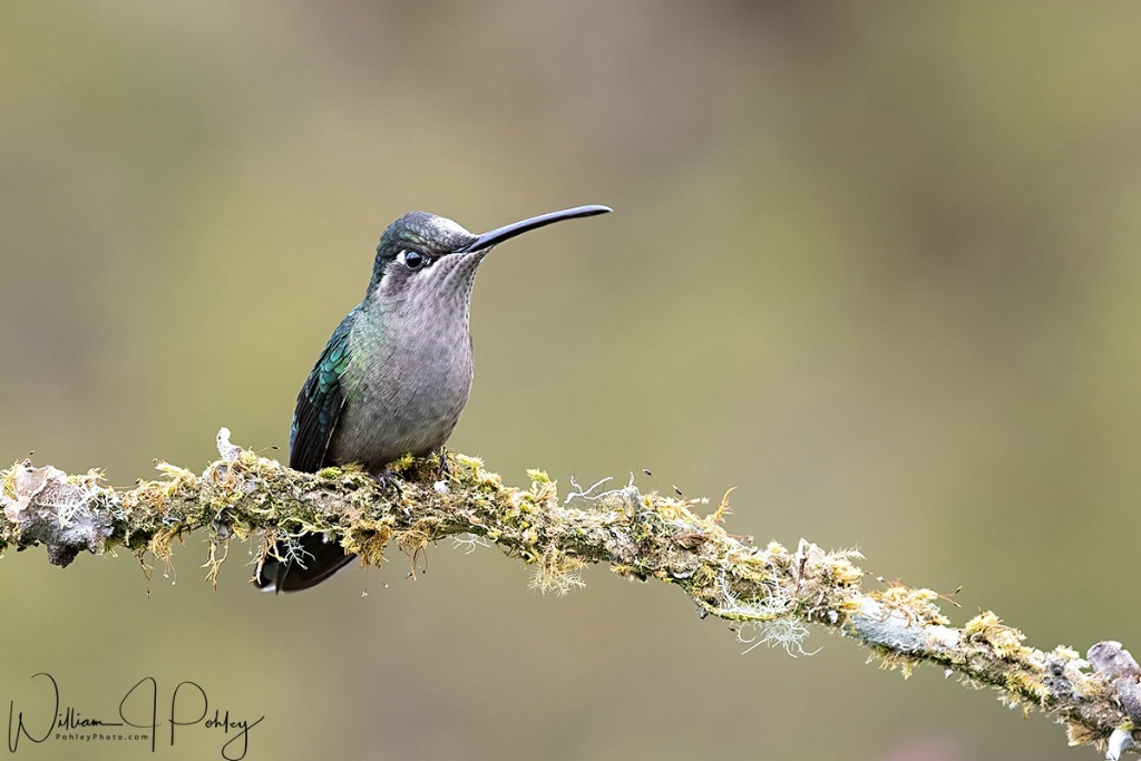 Female Talamanca Hummingbird - ID: 15715139 © William J. Pohley