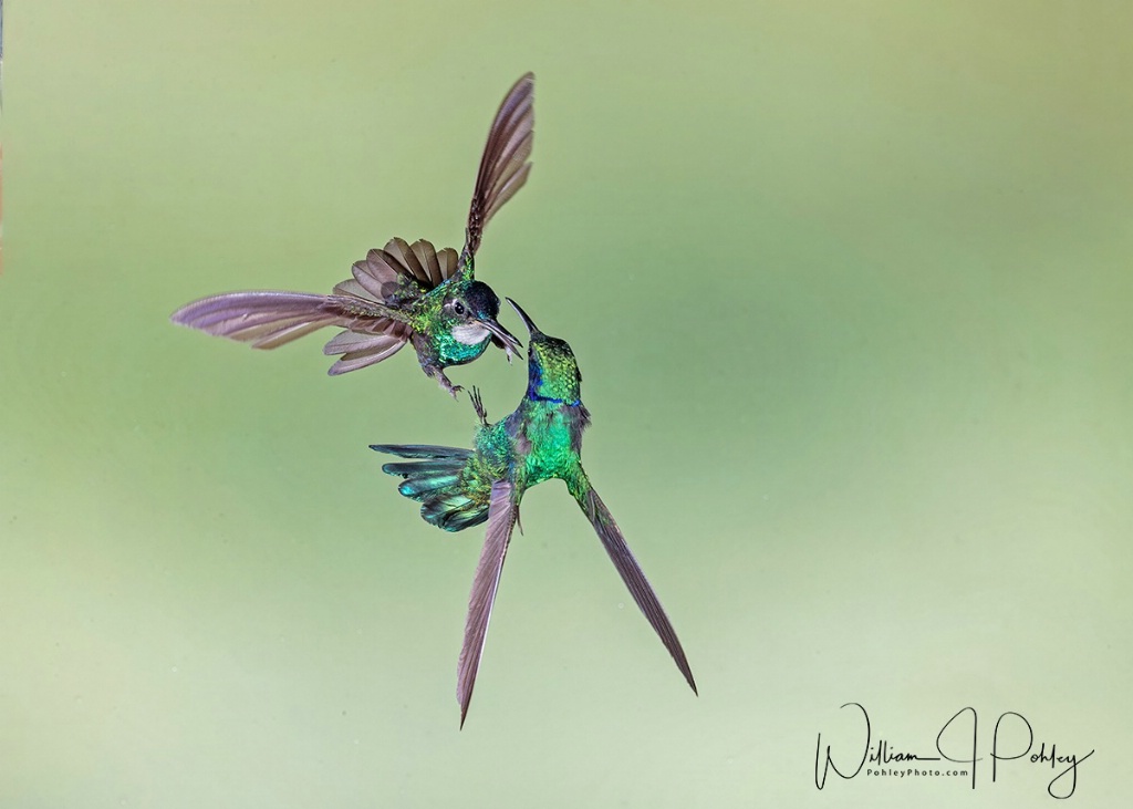 Hummingbird Battle - ID: 15715141 © William J. Pohley