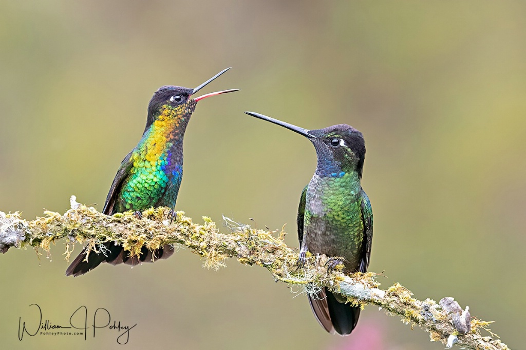Hummingbird Conversation - ID: 15715142 © William J. Pohley