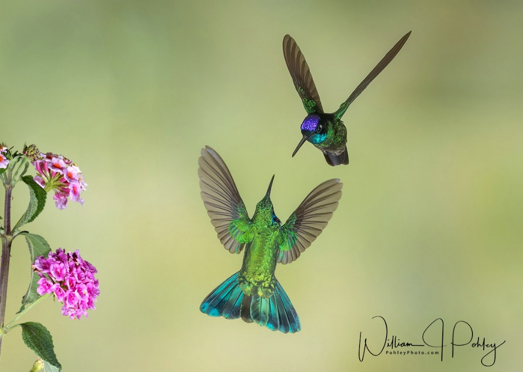 Lesser Violetear versus Talamanca Hummingbird - ID: 15715143 © William J. Pohley