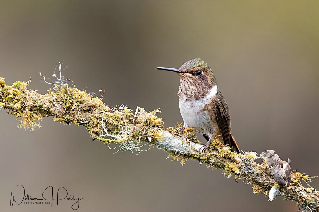 Scintillant Hummingbird - ID: 15715146 © William J. Pohley