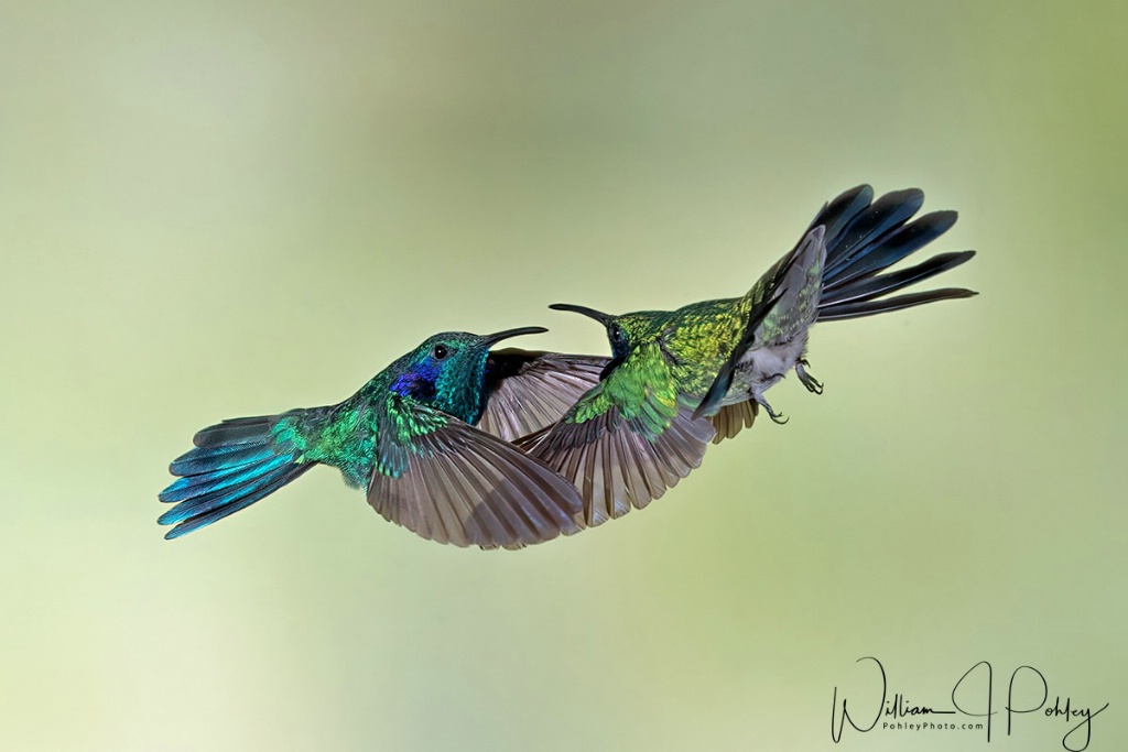 Shall We Dance - ID: 15715147 © William J. Pohley