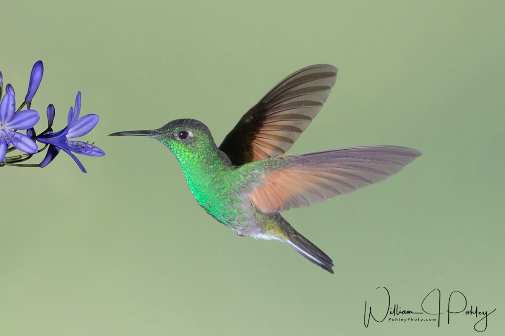Stripe-tailed Hummingbird - ID: 15715148 © William J. Pohley
