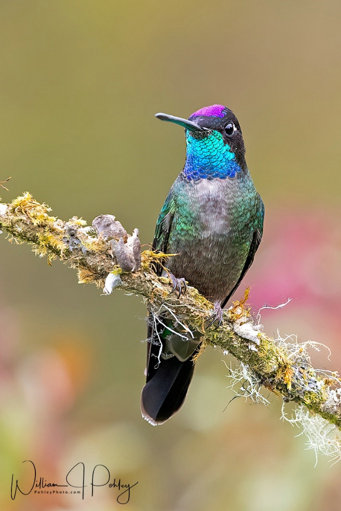 Talamanca Hummingbird - ID: 15715150 © William J. Pohley