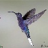 © William J. Pohley PhotoID # 15715152: Violet Sabrewing