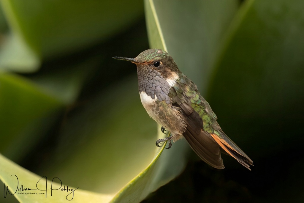 Volcano Hummingbird - ID: 15715154 © William J. Pohley