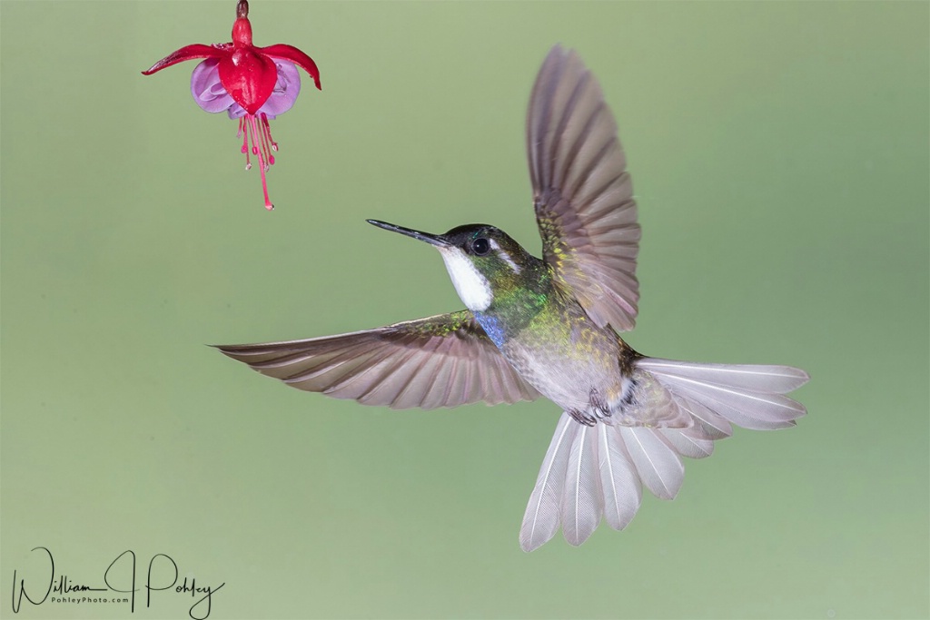 White-throated Mountain-gem - ID: 15715156 © William J. Pohley