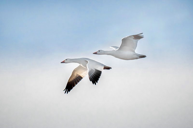 Snow Geese OBX 2018-1 - ID: 15715301 © Donald R. Curry