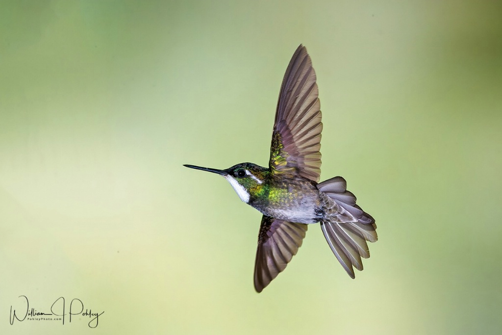 White-throated Mountain Gem in Flight - ID: 15715366 © William J. Pohley