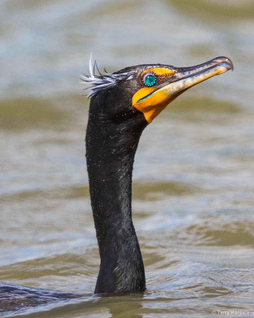 Double-crested Cormorant  Breeding Plumage - ID: 15715376 © Terry Korpela