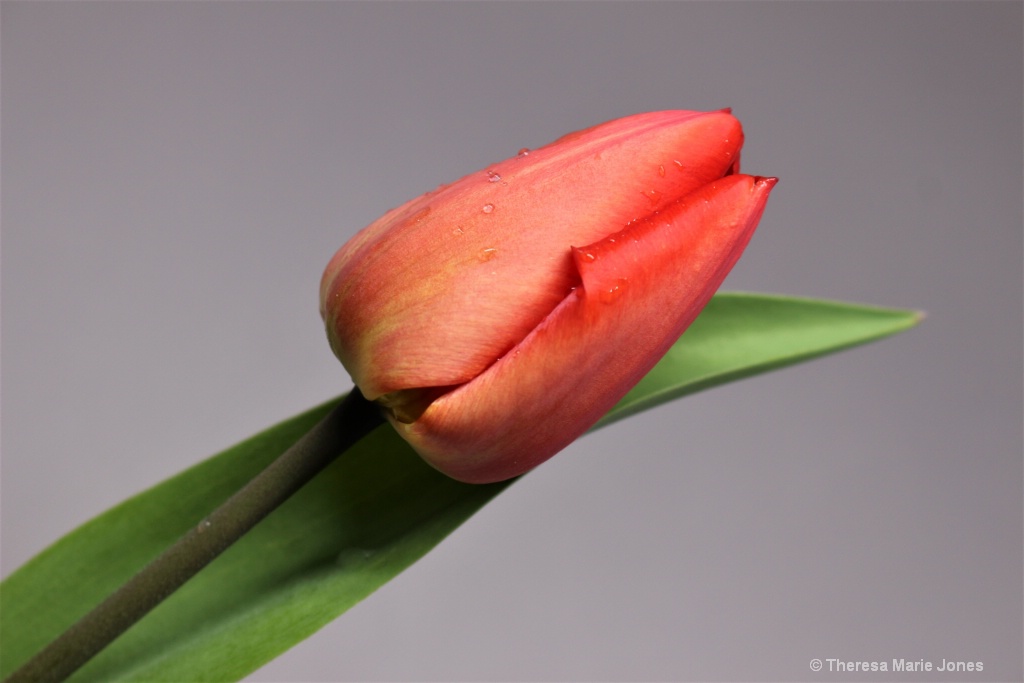 Red Tulip - ID: 15715389 © Theresa Marie Jones