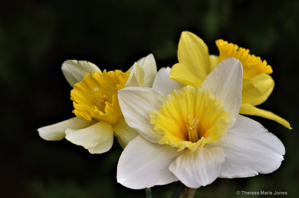 My Daffodils - ID: 15715398 © Theresa Marie Jones