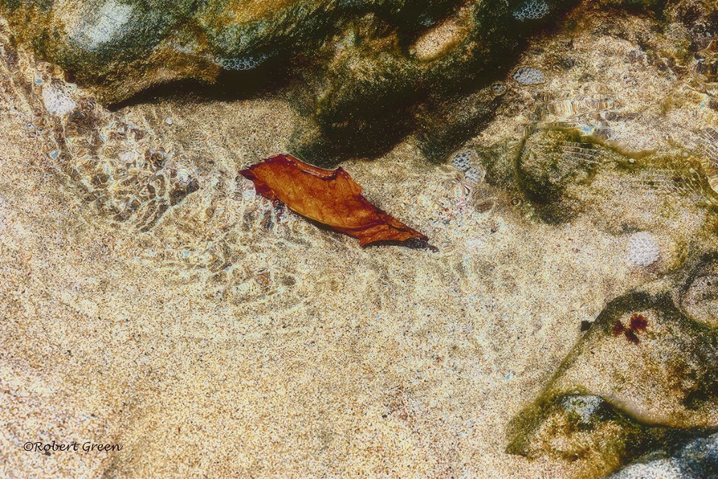 leaf intrusion - ID: 15715466 © Robert/Donna Green