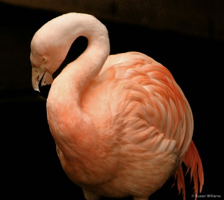 Flamingo