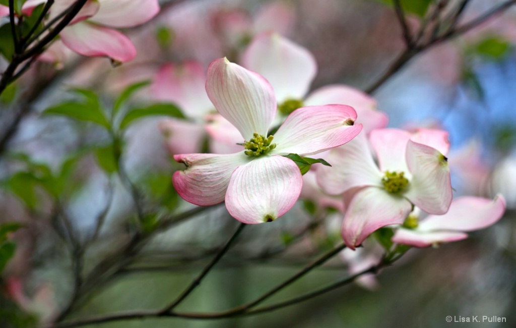 Dogwood Pinks