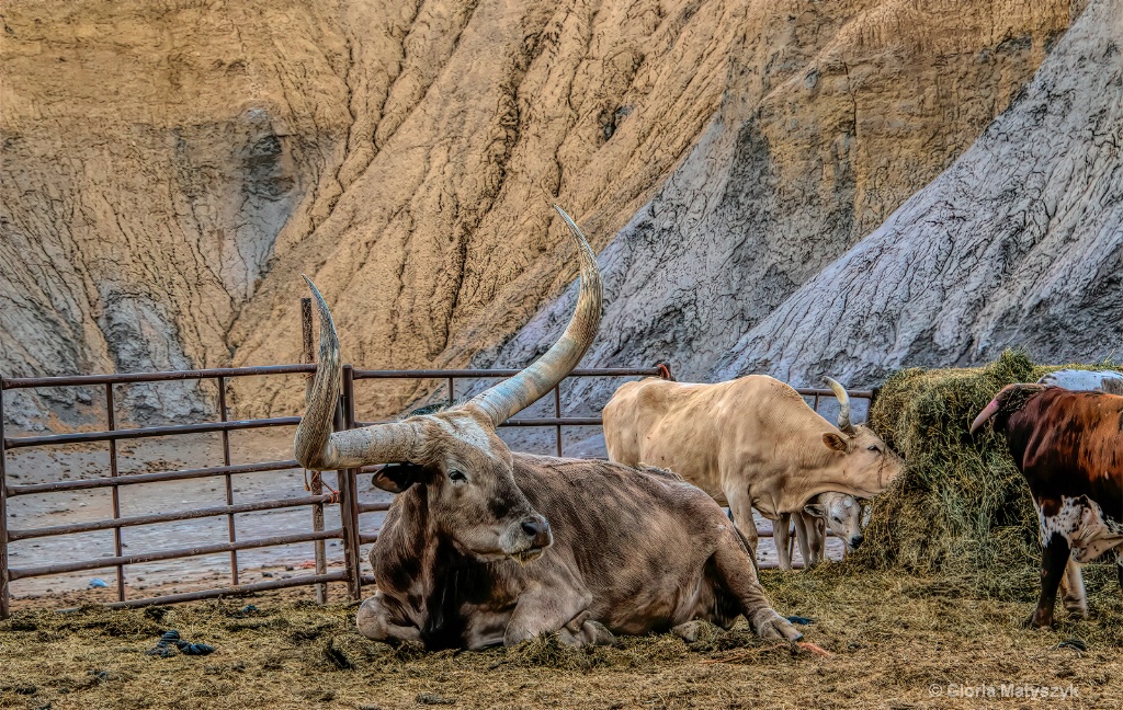 Texas Cows - ID: 15715514 © Gloria Matyszyk