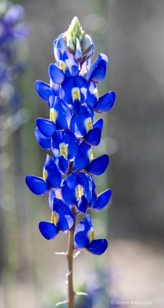 Texas Bluebonnet - ID: 15715515 © Gloria Matyszyk