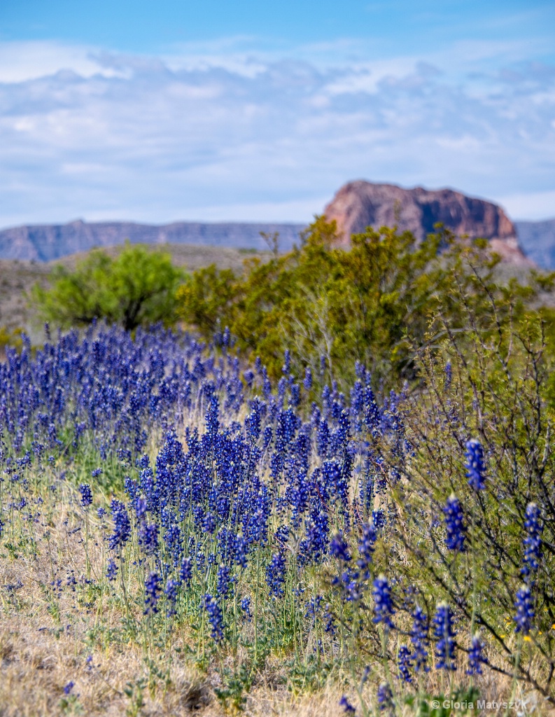 Texas bluebonnets at Big Bend National Park - ID: 15715516 © Gloria Matyszyk