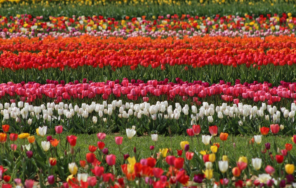 Tulip Land