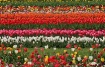 Tulip Land