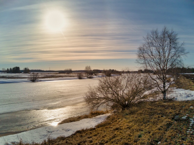 Trees By The River