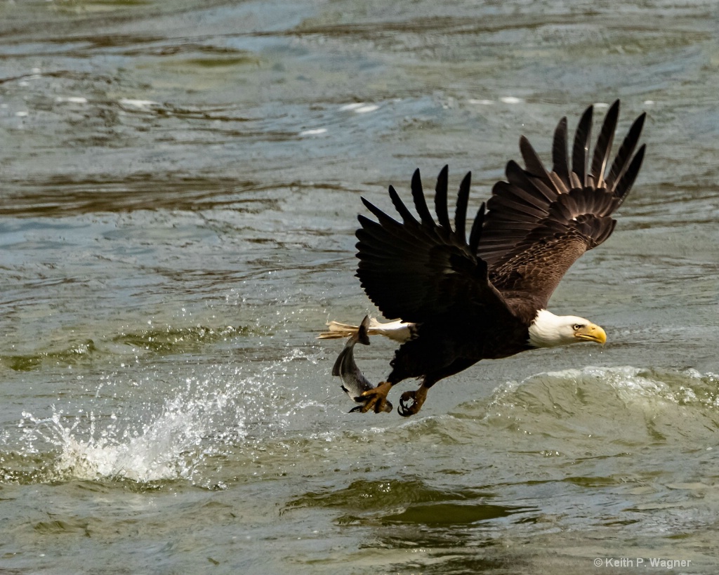 042319-fishing-Eagle-but-not-a-fish-eagle