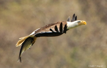 bokeh Eagle