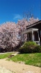 Beautiful tree wi...
