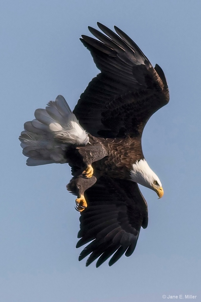 Diving Eagle - ID: 15715936 © Jane E. Miller