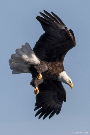 Diving Eagle