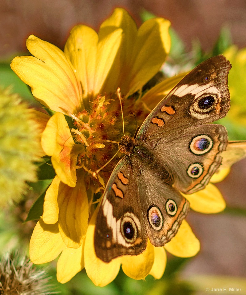 Common Buckeye Butterfly - ID: 15715968 © Jane E. Miller