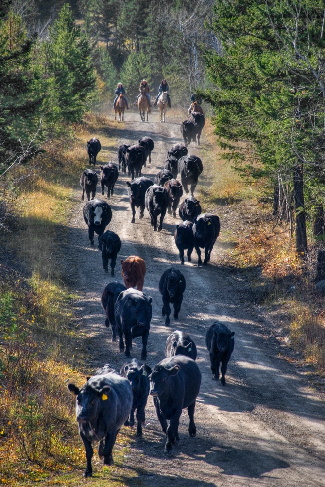 Bringing the Cattle Home