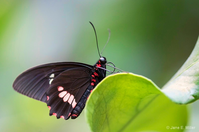 Black and Red Tropical Butterfly - ID: 15716036 © Jane E. Miller