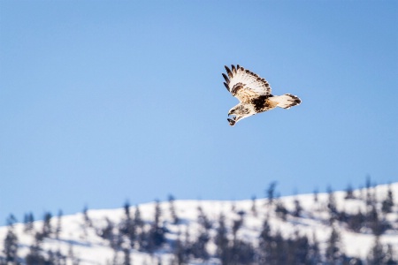 Rough Legged Hawk
