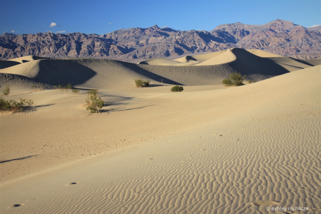 Sand Dunes - ID: 15716042 © ashley nicholas