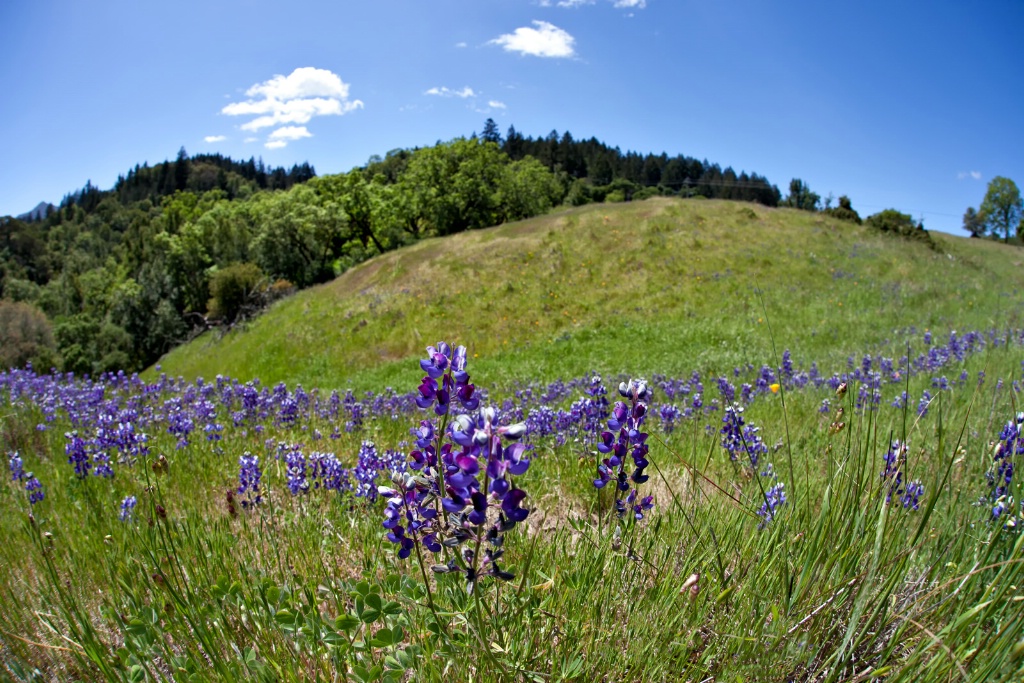 Lupine Hill