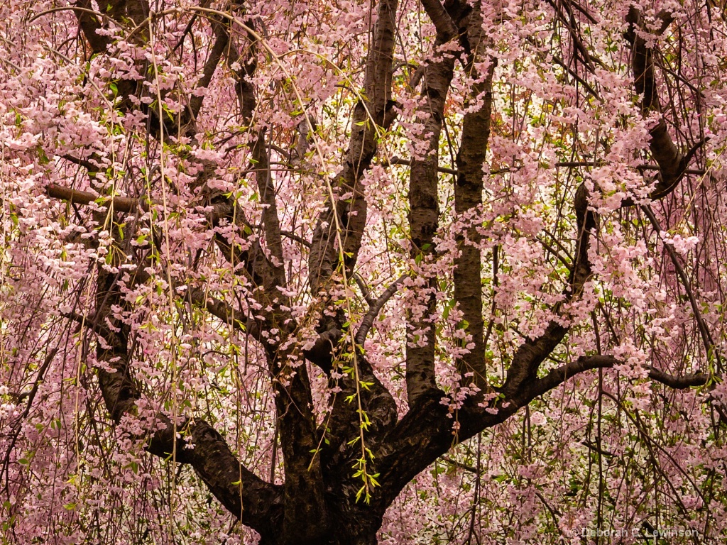 Cherry Blossom Tree