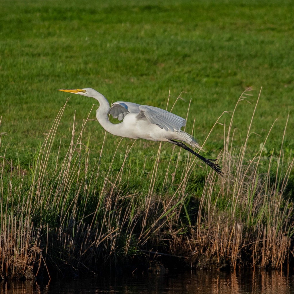 Great Egret In Flight