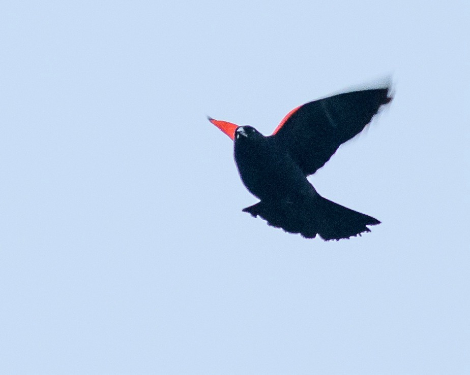 Red Wing Blackbird in Flight 1