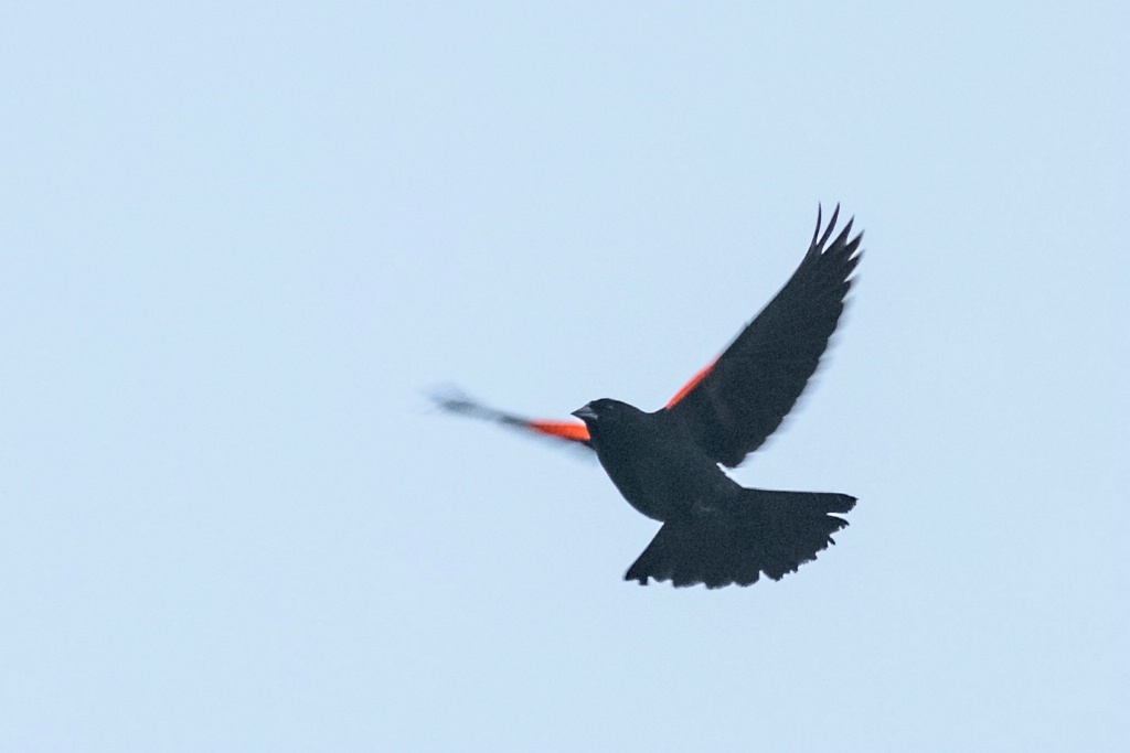 Red Wing Blackbird in flight 2