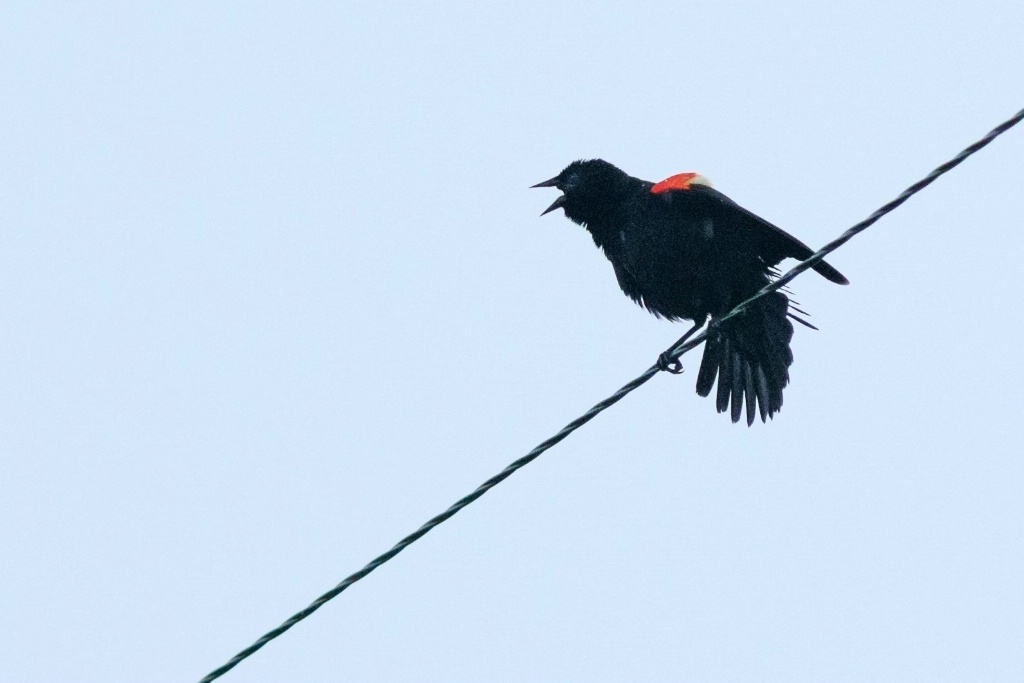 Red Wing Blackbird Calling