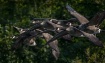 Flock of Geese 