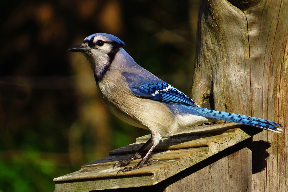 Blue Jay