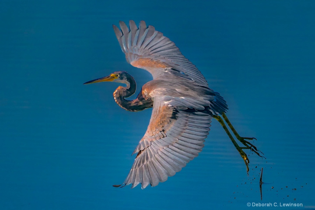 Tri-Color Heron