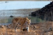 A close encounter...