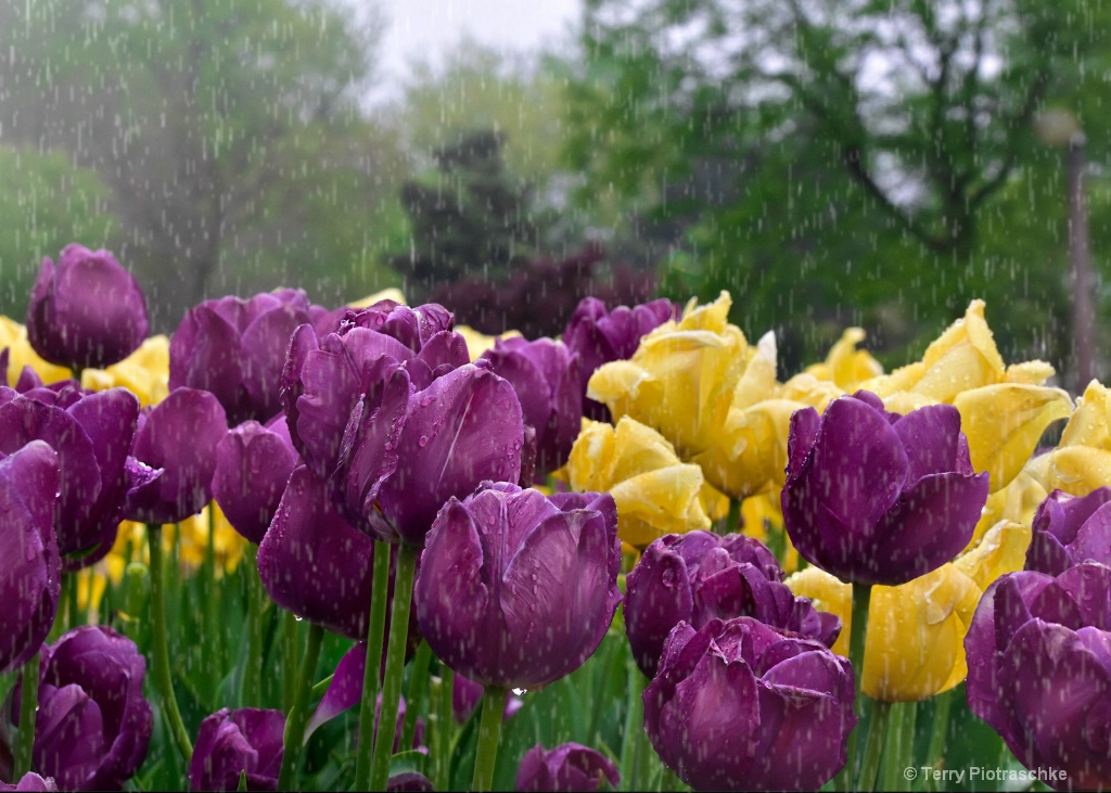 April Showers Bring May Flowers - ID: 15717351 © Terry Piotraschke