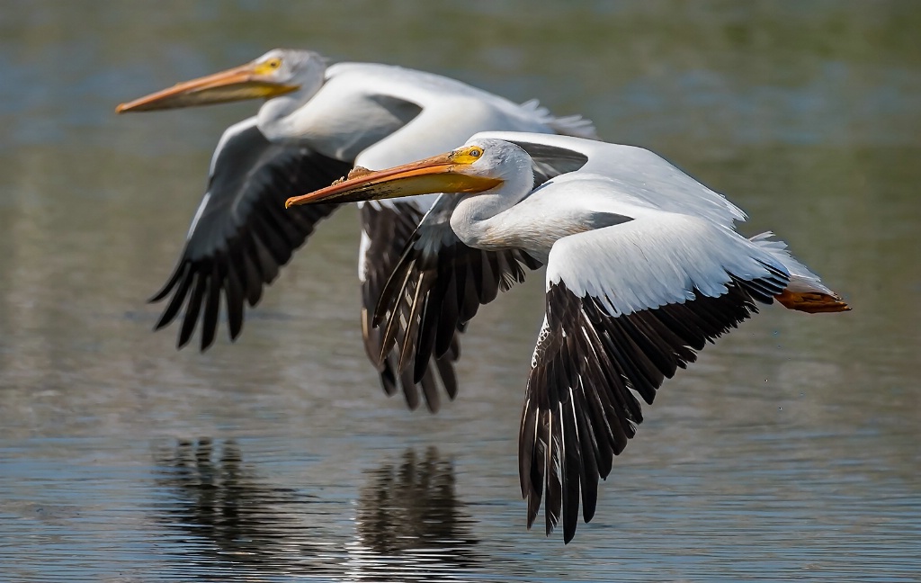  Pelicans 