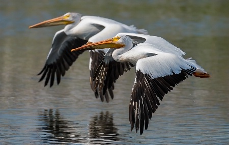  Pelicans 