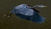 Great blue heron 