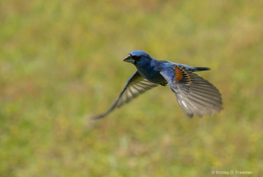 Blue Grosbeak In Flight - ID: 15717875 © Shirley D. Freeman